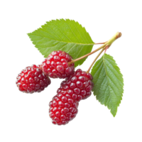 Fresh mulberry berries with green leaves isolated on a transparent background for culinary and nutritional purposes, Mulberry berry isolated on transparent background png
