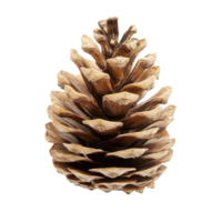 Isolated pine cone resting on a transparent background showcasing its natural texture and form, Pine cone isolated on transparent background png