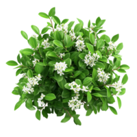 A lush bush featuring vibrant green leaves and delicate transparent flowers showcasing natures beauty in springtime, Bush with Green Leaves and transparent Flowers on transparent background png