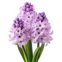 Beautiful hyacinth flowers in a stunning floral arrangement isolated on a clean background, Hyacinth flowers in a floral arrangement isolated on transparent background png