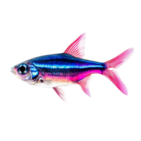 Neon tetra fish swimming gracefully on a pristine transparent background in a vibrant aquatic display, neon tetra fish, isolated transparent background png