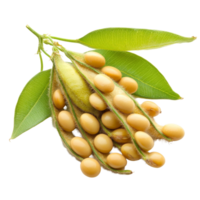 Fresh soybeans with green leaves isolated on a bright transparent background, showcasing their natural color and shape, Soybean isolated on transparent background png