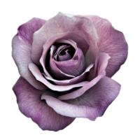 A delicate violet rose flower with a single petal on a soft transparent background, showcasing its natural beauty up close, of a singlepetaled violet rose flower on a transparent background or png