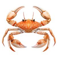 Detailed illustration of a crab with distinctive features set against a clean transparent background, highlighting its anatomy and colors, a red crab top view isolated on transparent background png