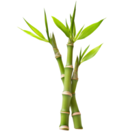 Fresh bamboo sprouts standing upright on a clean transparent background for culinary use, Bamboo Sprouts isolated on transparent background png