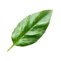 Fresh organic green basil leaf isolated on a transparent background ideal for culinary uses and herb gardening, Fresh organic green basil leaf transparent background. Basil leaves transparent png