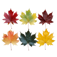 Vibrant collection of maple leaves showcasing autumn colors in various shades on a transparent background, multiple colored maple leaves isolated png
