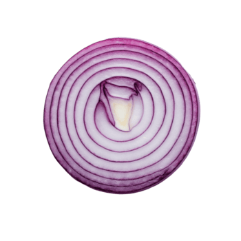 Freshly sliced red onion on a clean transparent background highlighting its vibrant layers and natural texture, onion slice on transparent background png