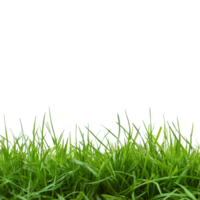 Fresh green grass on a bright transparent background creating a vibrant and natural aesthetic suitable for various uses, Grass on transparent background png