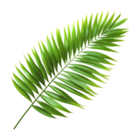 Vibrant green palm leaf isolated on a transparent background showcasing its intricate structure and natural beauty, green palm leaf isolate on transparent backgroundfile png