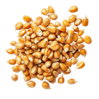 Isolated corn seeds on a transparent background showcasing their vibrant color and texture, suitable for agricultural and culinary uses, Cornseeds isolated on transparent background png