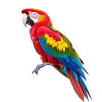 A colorful parrot perched gracefully on a branch against a bright transparent background, showcasing its vibrant plumage, perched parrot isolated on transparent background png
