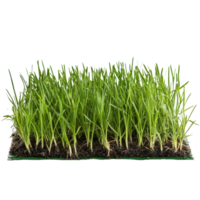 Bentgrass stack on a transparent background showcasing vibrant growth and healthy roots in transparent hue, Bentgrass stack border transparent background png