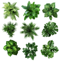 Aerial view of a lush tropical plant arrangement showcasing vibrant greens and diverse foliage textures, tropical plants bush from above isolated on transparent background png