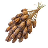 Dried date palm bunch isolated on a transparent background highlighting natural textures and colors of organic material, Dried date palm isolated on transparent background png