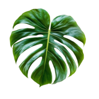 Elegant monstera leaf cutout resting on a transparent background showcasing its unique shape and vibrant green color, monstera leaf on transparent backgroundfile png