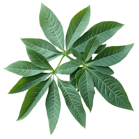 Vibrant cassava leaves arranged on a transparent background showcasing their rich green hues and intricate leaf structures in natural daylight, Cassava leaves transparent background png