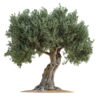 An olive tree standing alone on a transparent background, showcasing its unique twisted trunk and lush foliage, Olive tree isolated on transparent background png
