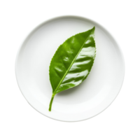 Fresh green tea leaf placed on a transparent plate with a clean background for culinary use or decoration, tea leaf in a plate isolated on transparent background png