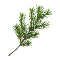 A closeup view of a pine branch with vibrant green needles isolated on transparent background, pine branch with needlesfile of isolated object on transparent background png