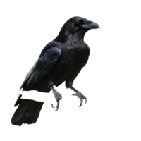 A raven perched on a branch in a natural setting, showcasing its glossy black feathers and keen expression, raven sitting on a branch, file of isolated object on transparent background png
