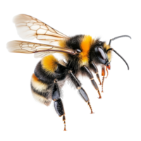 A detailed macro shot of a bumblebee in flight against a clean transparent background, a stunning bumblebee flying macro shot isolated on transparent background png
