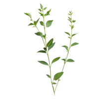 Andrographis paniculata plant with lush green leaves against a transparent background, Andrographis paniculata plant on transparent background png