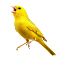 A vibrant canary bird singing joyfully on a branch against a transparent background, canary bird singing on branch, isolated transparent background png