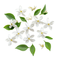 A beautiful collection of single star jasmine flowers with green leaves arranged on a light background, Single star jasmine flower top view isolated on transparent background png