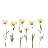 A row of lovely transparent chamomile daisies arranged gracefully against a bright transparent background, row of transparent chamomile daisy flowersfile of isolated object on transparent background png