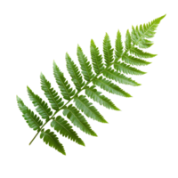 A vibrant green fern leaf against a transparent background highlights its delicate structure and natural beauty, Fern leaf isolated on transparent background png
