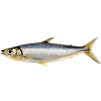 Sardine fish isolated against a transparent background showcasing its vibrant colors and details, a sardine fish isolated on transparent background png