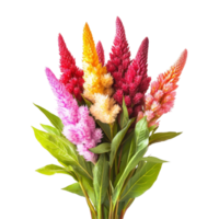 Vibrant bouquet of celosia flowers in various colors arranged on a transparent background, Bouquet of celosia flowers, isolated on transparent background png