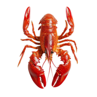 Freshly caught red crawfish displayed on a clean transparent background, highlighting its vibrant color and details, Red crawfish on transparent background png