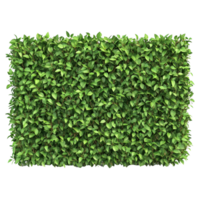 Green trimmed bush hedge fencing provides a natural enclosure for outdoor spaces in gardens or parks, green trimmed bush hedge fencing, file of isolated object with shadow on transparent background png