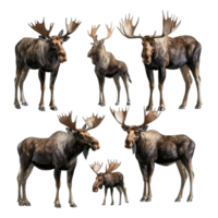 Majestic moose in various poses showcasing their impressive antlers and natural elegance in a serene environment, Set Majestic Moose, Wild Animals in Various Poses, Isolated on transparent background png
