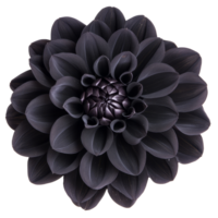 Stunning black dahlia flower showcasing deep hues on a pristine transparent background, Black dahlia on isolated transparent background. Black color dahlia flower transparent background png