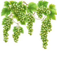 A branch of green grapes with lush leaves hanging gracefully against a bright transparent background, green grapes branch and leaves hanging top transparent background png