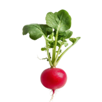 Fresh small radish with green leaves isolated on transparent background for healthy cooking and nutrition, Small radish isolated on transparent background png