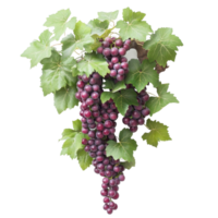 Fresh organic grapes on a vine against a bright transparent background showcasing natural beauty and vibrant colors, Fresh organic grape fruits tree on transparent background. grape plants transparent png