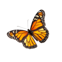Beautiful butterfly with intricate patterns and vibrant colors isolated on a clean transparent background, butterfly isolated on transparent png