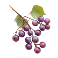 Burmese grapes with leaves collected on a transparent background showcasing their vibrant color and textures, Burmese grape on transparent background background png