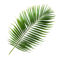 Isolated fresh green palm leaf displayed against a clean transparent background showcasing its vibrant texture and form, palm leaf isolated on transparent backgroundfile png