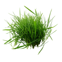 Fresh green grass clump on a transparent background creating a serene natural element for backgrounds and designs, Grass on transparent background png