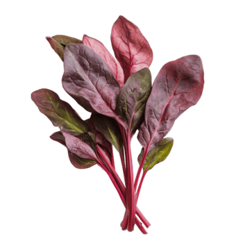 fresco rosso spinaci disposte elegantemente su un' trasparente sfondo, evidenziazione suo vivace colori e unico struttura, rosso spinaci su trasparente sfondo png