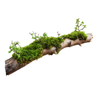 Grün Moos gedeihen auf ein verfault Ast präsentieren Naturen Elastizität und Schönheit isoliert auf ein transparent Hintergrund, Grün Moos auf verfault Ast Vorlage, isoliert transparent Hintergrund png