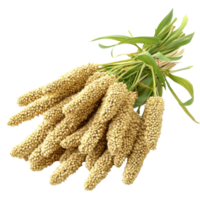 Millet stalks tied with green leaves on a transparent background showcasing the grains natural texture and color, Millet on transparent background png
