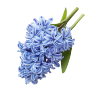 Elegant floral arrangement of blue hyacinth flowers isolated on a transparent background for spring decor inspiration, Hyacinth flowers in a floral arrangement isolated on transparent background png