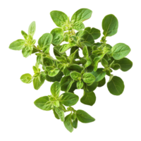 Fresh oregano sprigs on a clean transparent background showcasing vibrant green leaves for culinary use, Oregano on transparent background png