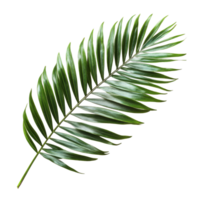 A vibrant green palm tree leaf displayed on a clean transparent background, highlighting its lush texture and natural beauty, Green leaf of palm tree on transparent backgroundfile png